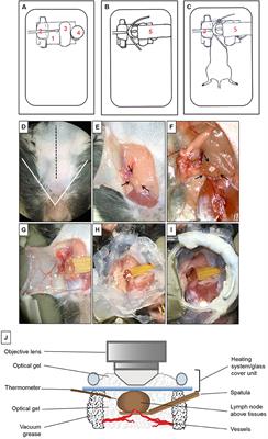 Multiphoton Intravital Microscopy of Mandibular Draining Lymph Nodes: A Mouse Model to Study Corneal Immune Responses